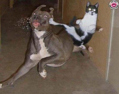 matrix the cat
