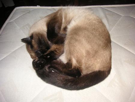 mon chat